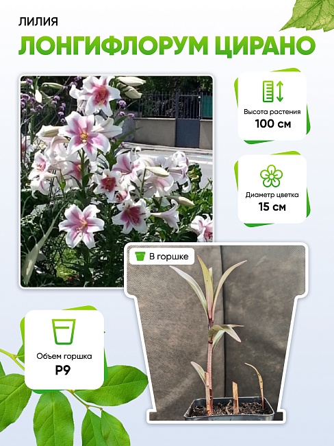 Лилия Лонгифлорум Цирано 